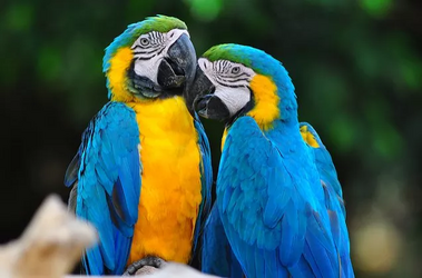 Blue and gold 2.png