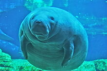 220px-Manatee_at_Sea_World_Orlando_Mar_10.jpeg