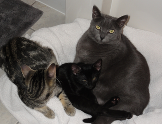 babycatandkitty.png babycatandkitty.png