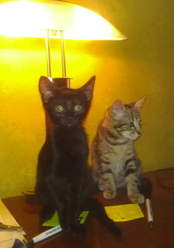georgiaandmycat.png