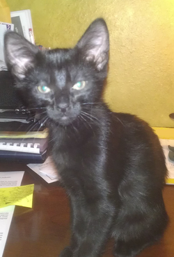 mycat1.png mycat1.png