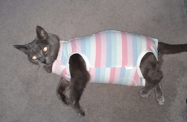 kittycatshirt3.png