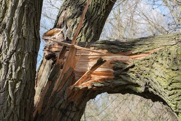branche-arbre-cassee.jpg