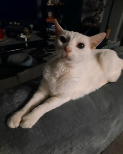 whiteoldcat.png