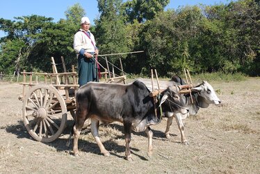 Ox-drawn_cart_Burma_4.jpg
