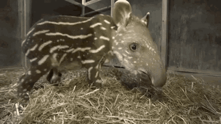 tapir khalil.gif