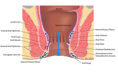 anal.png