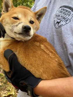 Shiba 2.JPG