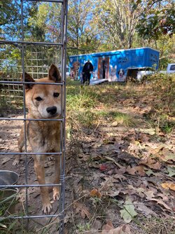 Shiba 1.JPG