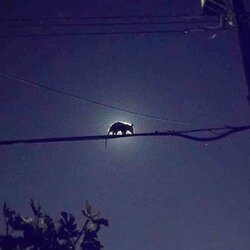 possum-moon.jpg