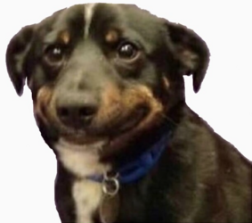 dog.PNG