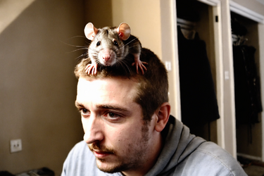 rat.png