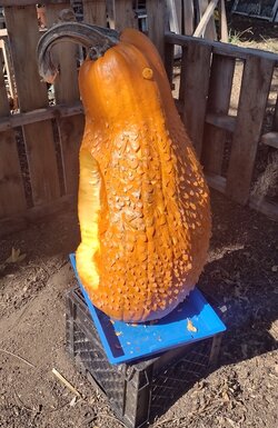 kiwipumpkin01.jpg