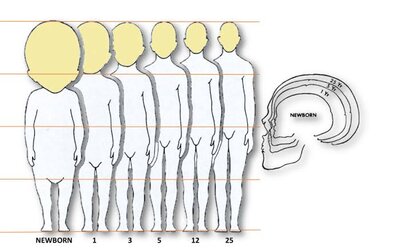head size.jpg
