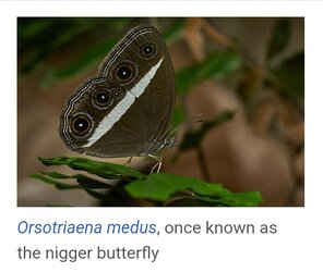 butterfly.jpg