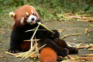 Red Panda 8.png