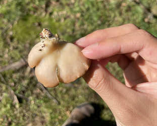 Oyster Mushroom Comp.png