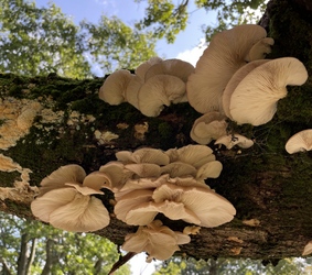 Oyster Mushroom Cluster Compressed.png