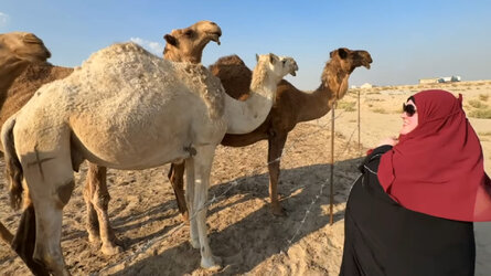 VS--YouTube-WHATTHISDESERTCAMELDOESISUNBELIEVABLE-7’15”.jpg