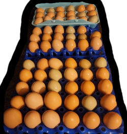 Eggdoxxx7.png