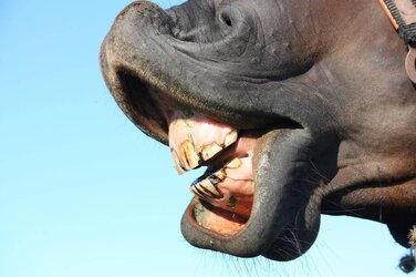 horse-teeth-2331790775.jpg
