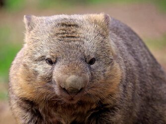 JudgementalWombat.jpg