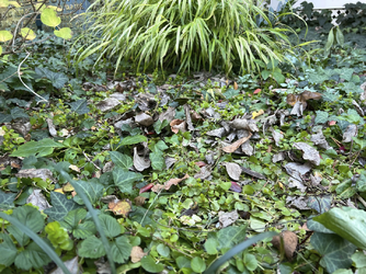 leaves.png