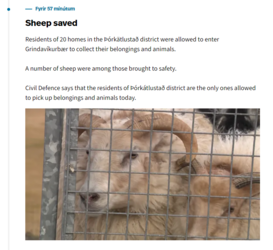 sheep.PNG