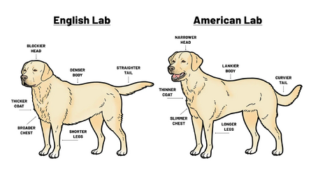 labs.png