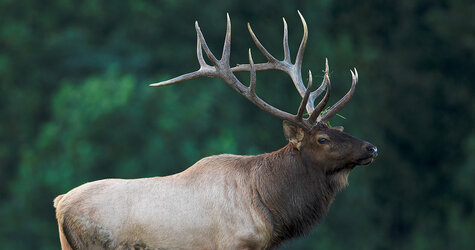 22ElkHuntHero.jpg
