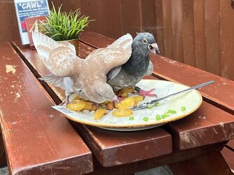 pigeon-plate.jpg
