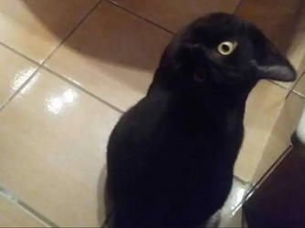 realcrow.png