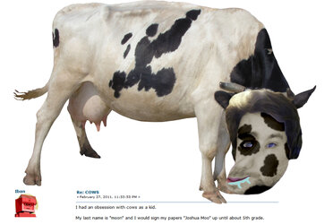 joshcow.jpeg