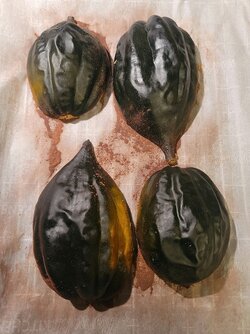 Acorn squash.jpg