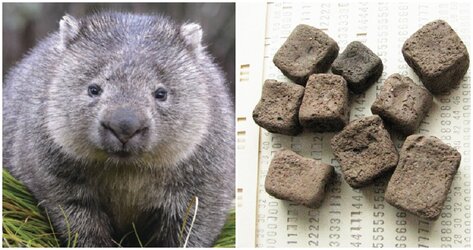 WombatFongs.jpg