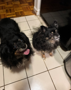 karlyn dogs.PNG