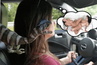 Niki lesbian driver gif.gif