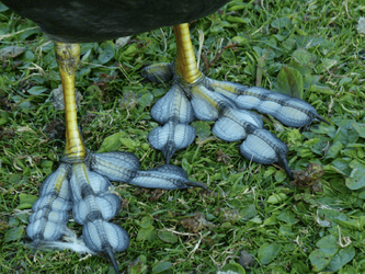 coot-feet-1536x1155.png