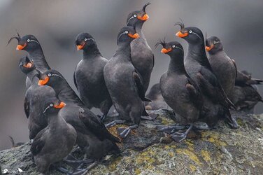 auklets.jpg