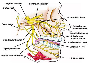 Trigeminal-nerve-anatomy-pitcher.jpg