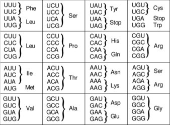 The-codon-table-The-genetic-code-is-composed-of-four-different-letters-U-C-A-and-G (1).png