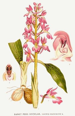 orchis-mascula-400px.jpg