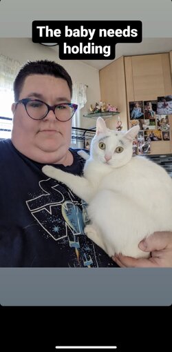 kl_cat.jpeg