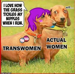 tw dauschund.jpg
