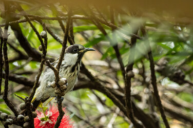 IMG_3038-CR3_DxO_DeepPRIMEXD-2.jpg