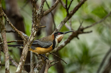 IMG_3242-CR3_DxO_DeepPRIMEXD-2.jpg
