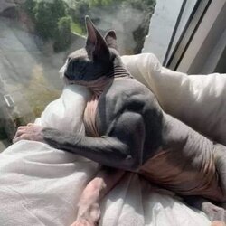Incredibly-buff-cat.jpg