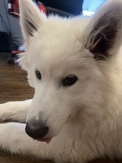 IMG_8785.jpeg