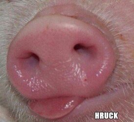 pig oink хрюк hruck.jpg