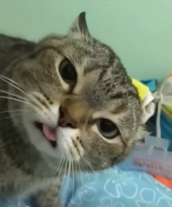 tungg.png